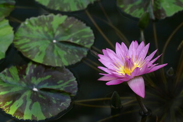 水面に優雅に浮かぶ