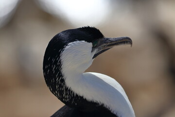 black-faced cormorant