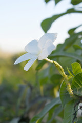 Fototapeta premium white flower called plumeria pudica in the garden, Plumeria Pudica white flowers, Plumeria Pudica Flowers Beautiful tulips flowers blooming outdoors garden. White color Plumeria Pudica flowers image