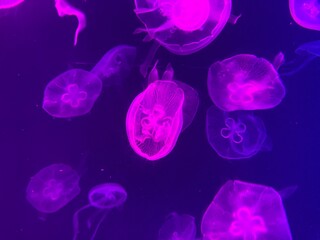 beautiful colourful jelly fish in fish tanks