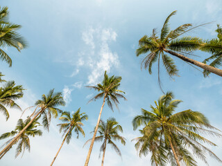 Coconut palm tree at beach with cloud on sky in summer - vintage color tone.