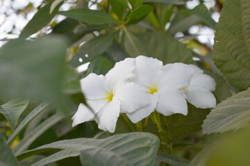 white flower called plumeria pudica  in the garden, Plumeria Pudica white flowers, Plumeria Pudica Flowers Beautiful tulips flowers blooming outdoors garden. White color Plumeria Pudica flowers image