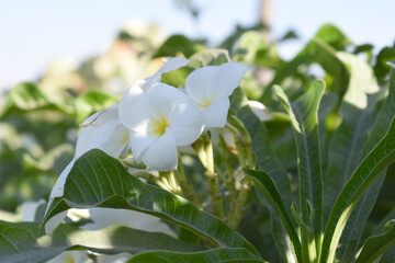 white flower called plumeria pudica  in the garden, Plumeria Pudica white flowers, Plumeria Pudica Flowers Beautiful tulips flowers blooming outdoors garden. White color Plumeria Pudica flowers image