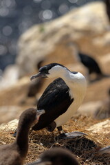 black-faced cormorant