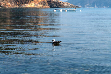 Fototapeta premium seagull swimming on the sea at the harbor