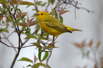 Yellow Warbler in Ohio Tree