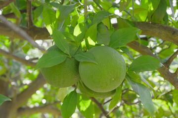 unripe green oranges on tree, close-up of a beautiful orange tree with green oranges, fruit hanging...