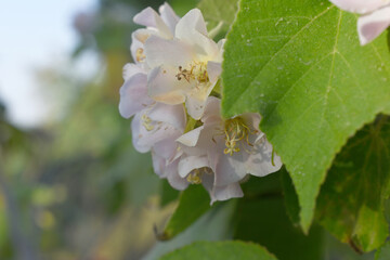 pink dombeya wallichii, The clusters of honey-scented bright pink flowers called Dombeya, Dombeya wallichii, Pink Ball Tree, Dombeya wallichii, or tropical hydrangea, stunning pink flower closeup shot
