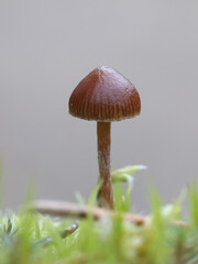 Deconica montana, also called Psilocybe montana, commonly known as mountain moss psilocybe or mountain brownie, wild mushroom from Finland