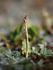 Botrychium lunaria, known as moonwort or common moonwort, wild plant from Finland