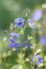 Veronica chamaedrys, known as Germander speedwell or Bird&rsquo;s-eye speedwell, wild  plant from Finland