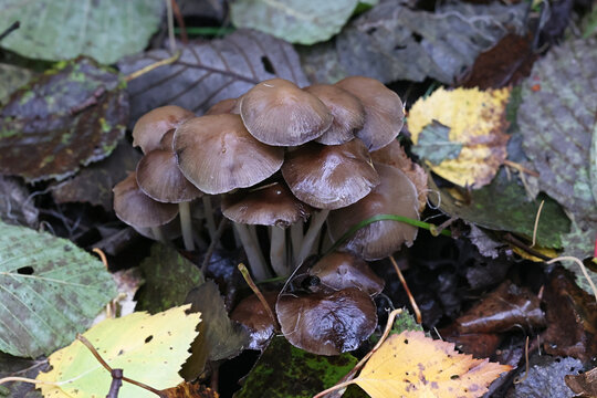 Psathyrella multipedata, also called Britzelmayria multipedata, commonly known as Clustered Brittlestem, mushroom from Finland