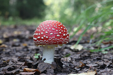Fly agaric, Amanita muscaria, also known as fly amanita, hallusinogenic mushroom from Finland