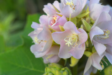 pink dombeya wallichii, The clusters of honey-scented bright pink flowers called Dombeya, Dombeya wallichii, Pink Ball Tree, Dombeya wallichii, or tropical hydrangea, stunning pink flower closeup shot