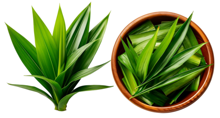 green pandan leaves on brown bowl isolated on white background