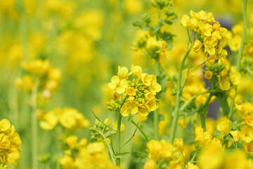 Obraz premium A field with yellow rapeseed flowers. Production of rapeseed oil. Farmland.
