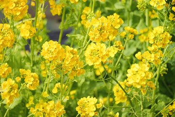 Obraz premium A field with yellow rapeseed flowers. Production of rapeseed oil. Farmland.