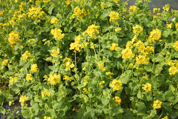 A field with yellow rapeseed flowers. Production of rapeseed oil. Farmland.