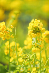 Obraz premium A field with yellow rapeseed flowers. Production of rapeseed oil. Farmland.