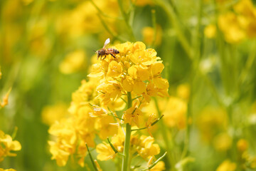 Spring, yellow rape blossoms and bees