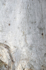 Eucalyptus tree bark texture, Bark of eucalyptus tree, seamless texture, a eucalyptus tree bark texture background image