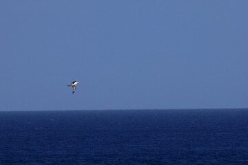 shy albatross