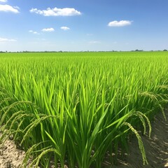 Obraz premium Lush Green Rice Field Divided into Perfectly Square Sections