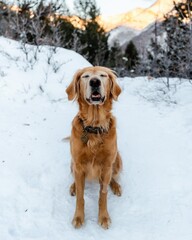 Golden Retriever dog standing and playing in the snow in winter with cute face in the middle of nature 