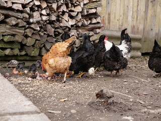 Adult chickens and chicks in agricultural conditions.