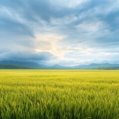 Storm Brewing Over Field of Golden Rice Under Dramatic Sky