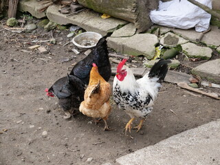 Rooster in agrotechnical conditions. Agriculture.