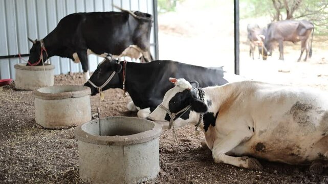 Holstein Friesian cows, the pride of rural dairy farming in India, contribute to sustainable milk production. With ethical cattle breeding and care, we ensure quality and tradition in every drop