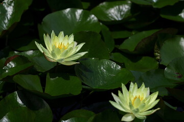 水面に優雅に浮かぶ