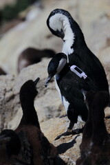 Fototapeta premium black-faced cormorant