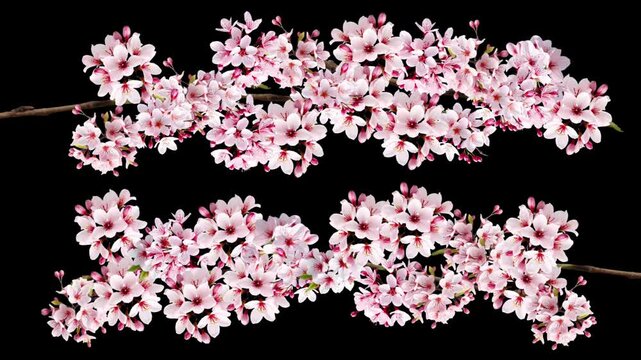 そよ風に揺れる桜・背景透過グラフィック素材