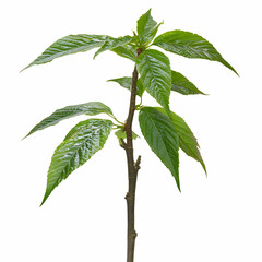 Young plant sprout growing isolated on white