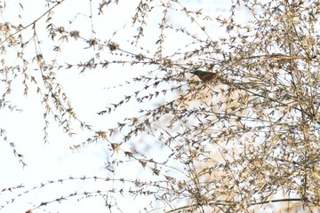 A small, colorful bird in nature is eating the flowers of a bamboo tree.