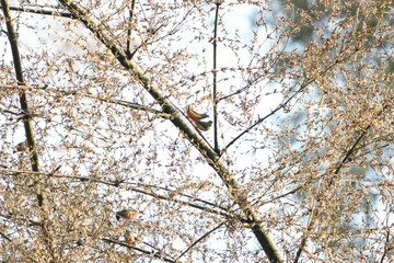 A small, colorful bird in nature is eating the flowers of a bamboo tree.