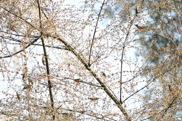 A small, colorful bird in nature is eating the flowers of a bamboo tree.