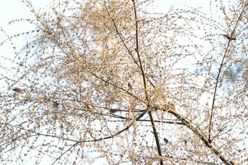 A small, colorful bird in nature is eating the flowers of a bamboo tree.