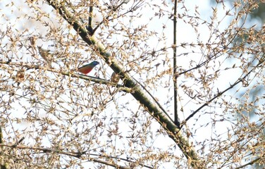 A small, colorful bird in nature is eating the flowers of a bamboo tree.