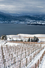 Winter Snow Winery Vineyard Landscape Okanagan Valley