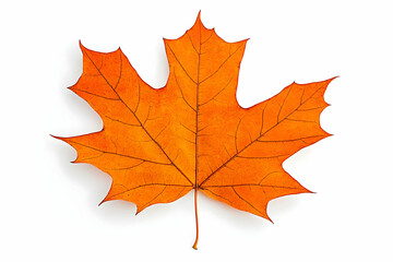Obraz premium Autumn Maple Leaf Illustration