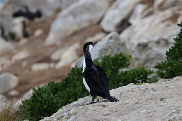 black-faced cormorant