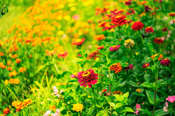 Bright summer background with garden flowers.