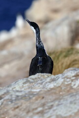 black-faced cormorant