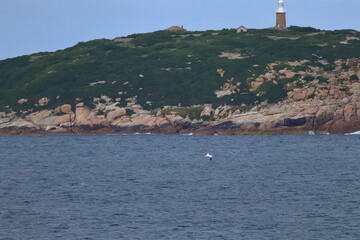 shy albatross