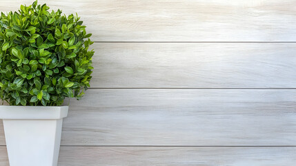 Green Plant in White Pot on Wooden Background Image