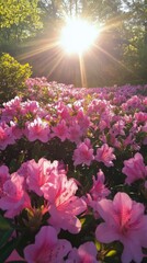Naklejka premium Beautiful pink azaleas bloom under the sun in a vibrant spring garden