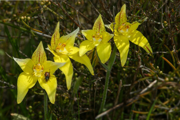 Yellow flowers of the cowslip orchid (Caladenia flava ssp. flava), natural habitat, Western Australia